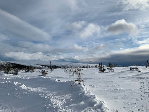 Stöten sälen