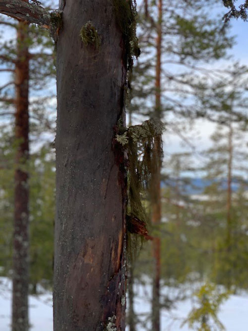 Stöten sälen