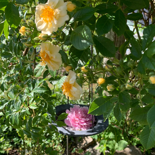 fågelbad eld garden