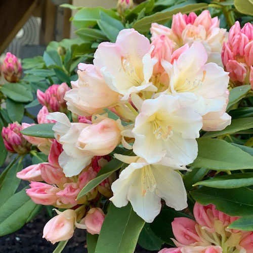 rododendron