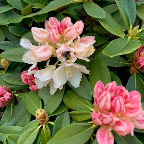 rododendron