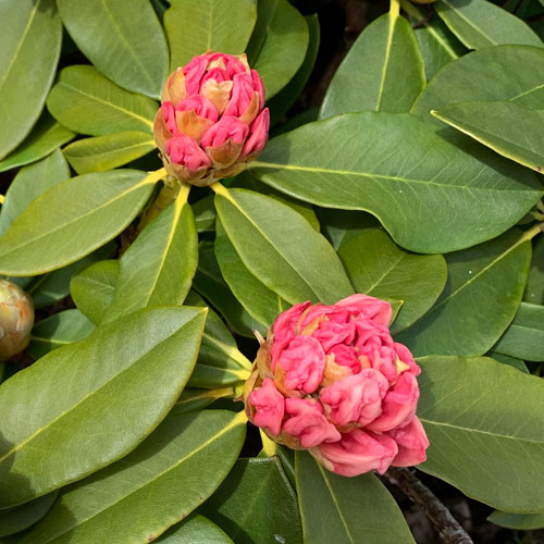 rododendron