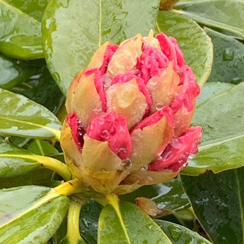rododendron