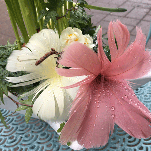 Fjäderblomma gammelrosa gul