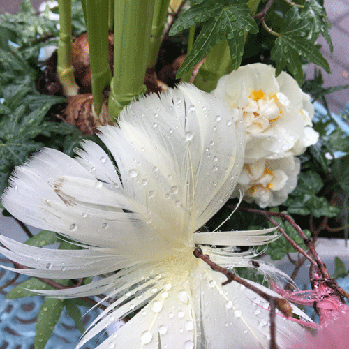 Fjäderblomma Gammelrosa Gul