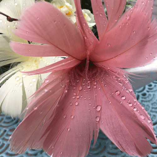 fjäderblomma gammelrosa gul