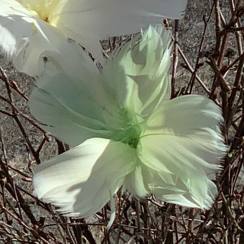 påskfjäder blomfjäder