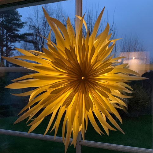 Adeventsstjärna dhalia