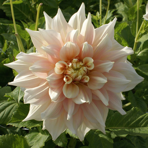 dhalia