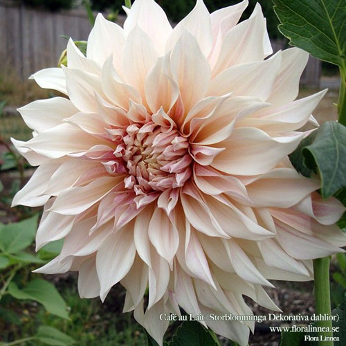 dhalia