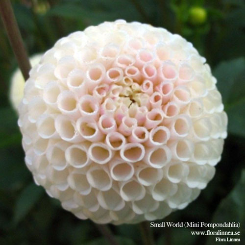 Dhalia 