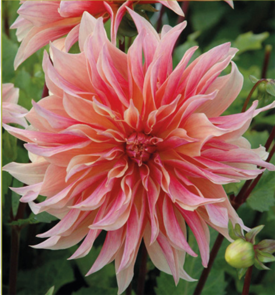 Dhalia 
