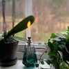 Bild på Maison Berger Urban Verte
