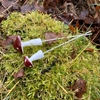 Bild på Svampar på stick (2-pack)