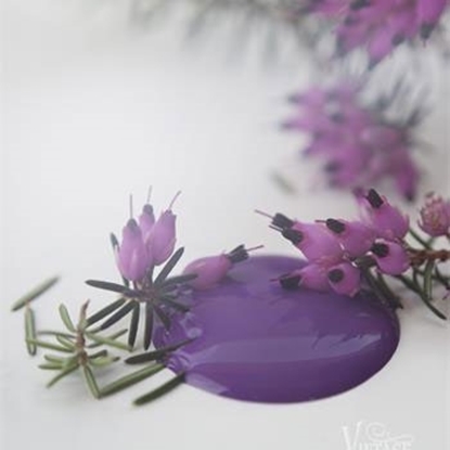 Bild på Dark Purple Jeanne dárc living Vintage paint 100ml