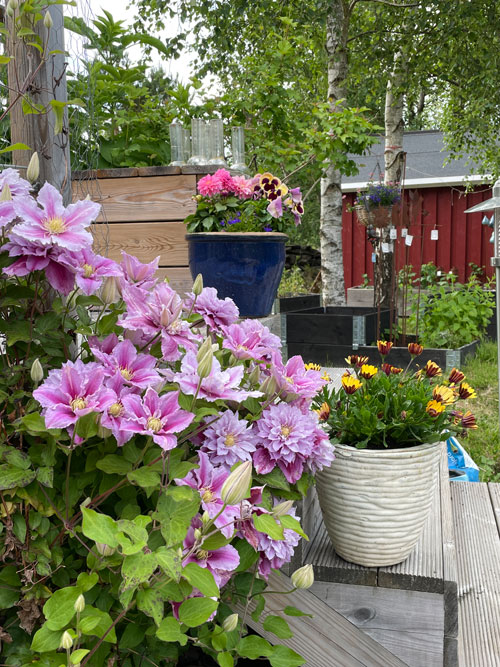presentproffsen